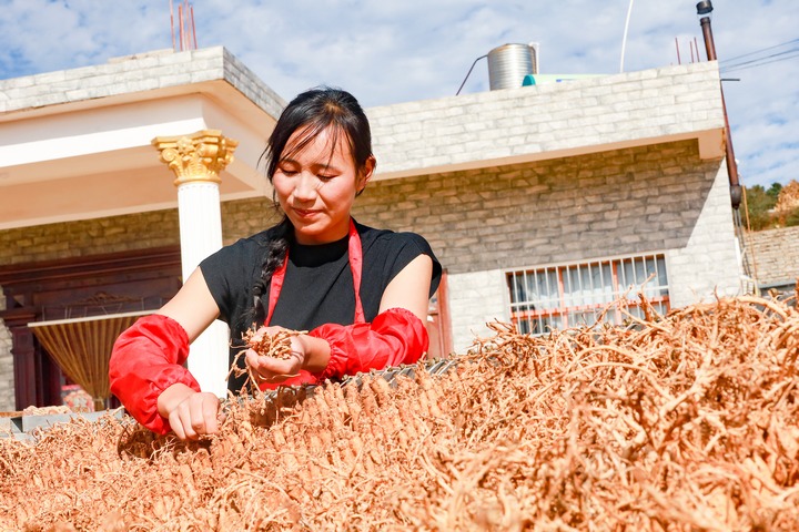 藥農正在對晾曬的黨參去芽。趙慶能攝