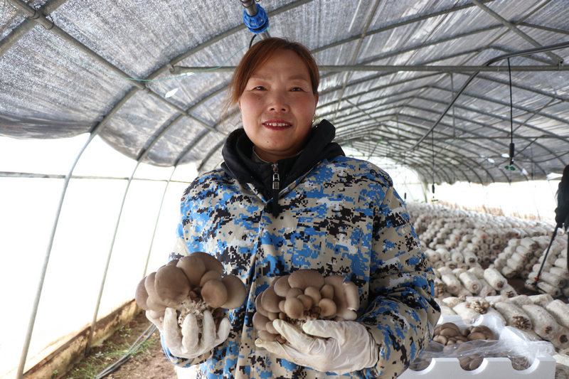 工人進行平菇采摘。