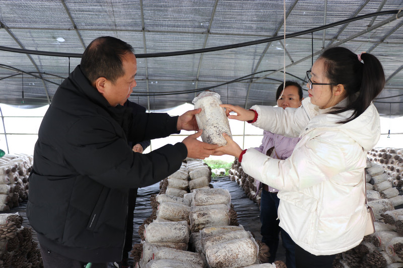 技術人員與種植人員查看平菇長勢。