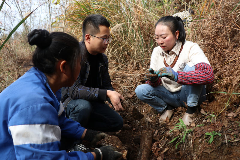 科技特派員與種植戶溝通天麻種植問題。