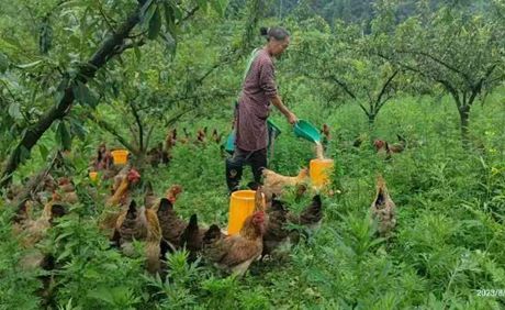 開陽縣紫興街道發展林下經濟助力鄉村振興