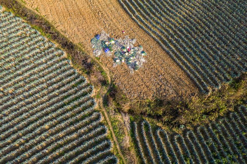 2023年12月20日，貴州省黔西市洪水鎮新橋村大蔥種植基地，村民采收大蔥供應市場（無人機照片）。