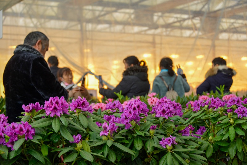 12月22日，游客在貴州省畢節市百里杜陪管理區普底景區錦秀集市參加“南征北戰”劃拳比賽。(汪沙 ).JPG