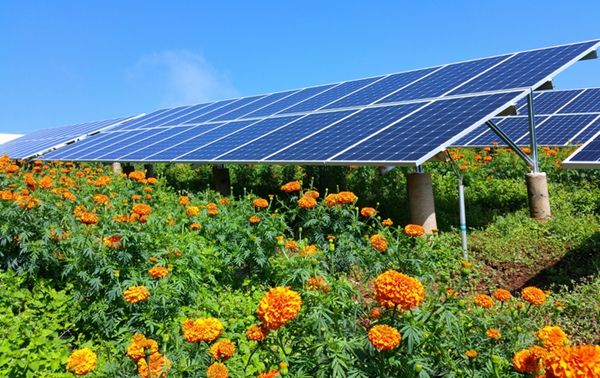 貴州：打造“光伏+”農業，藍海下的振興路