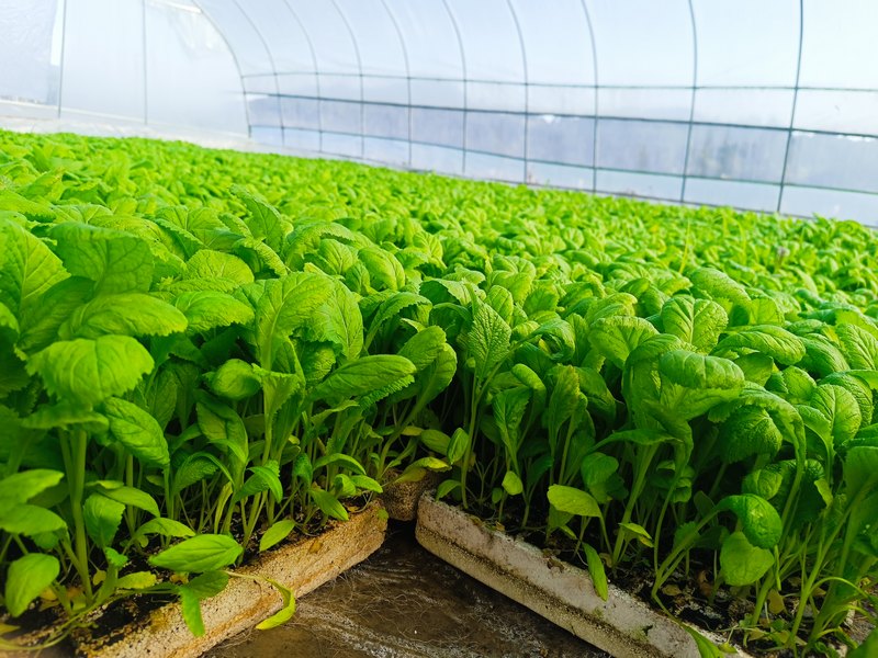 包心莧菜苗長勢旺盛。