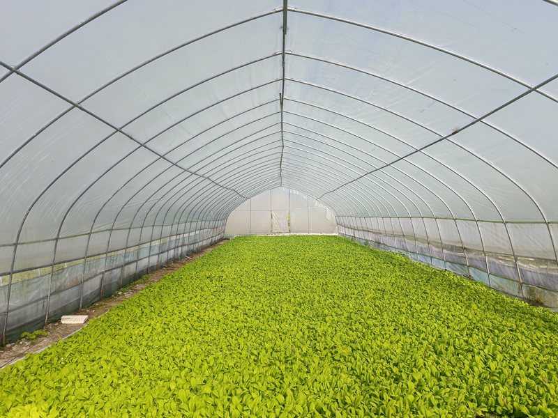 紫營合作社的育苗基地。