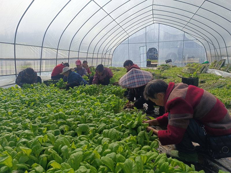 十多名當地村民正忙著大棚出苗工作。