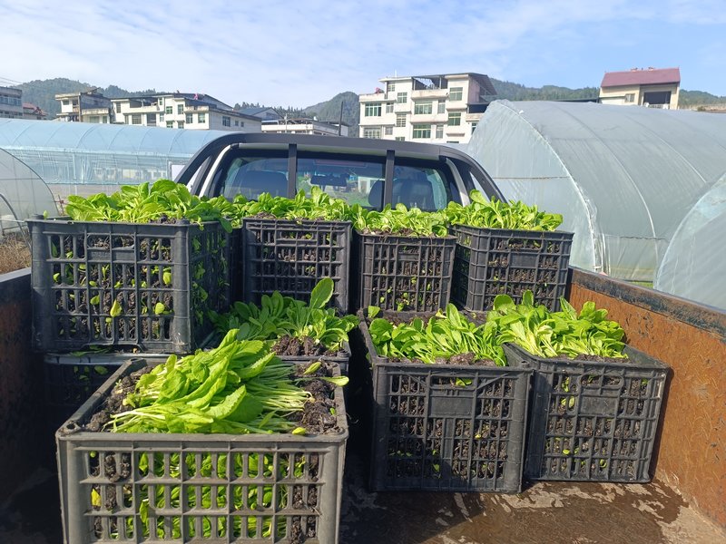 包心莧菜苗裝箱。