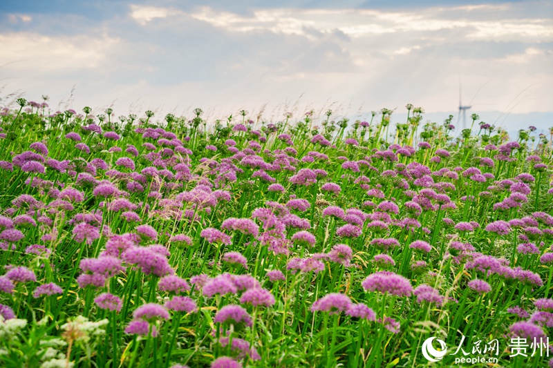 6 貴州省畢節市赫章縣，韭菜坪上盛開的韭菜花。人民網記者 涂敏 攝