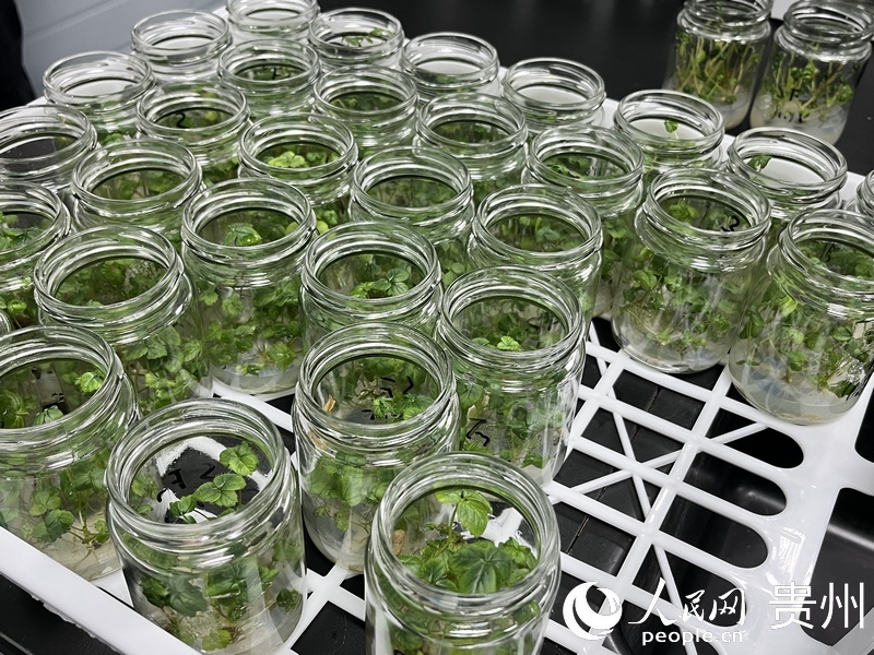 正在繁育的草莓原原種苗。人民網 陳潔泉攝