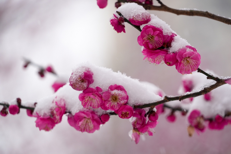 梅花積雪。