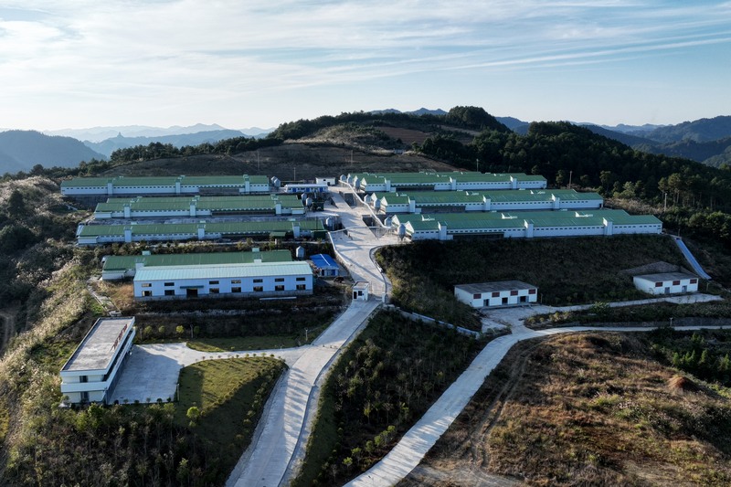 三穗縣長吉鎮三穗鴨標準化生態養殖基地。 (楊劍 攝