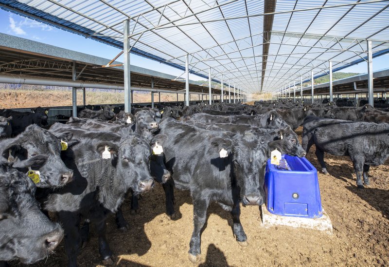 赫章朱明鎮養殖場飼養的千頭安格斯青年能繁母牛 李學友  攝.jpg