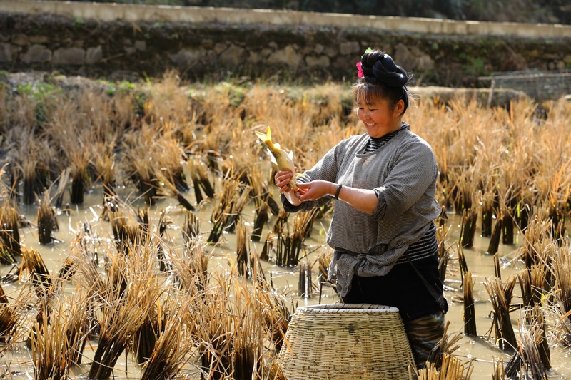 劍河縣柳川鎮巫堆村村民在捕撈稻花鯉。
