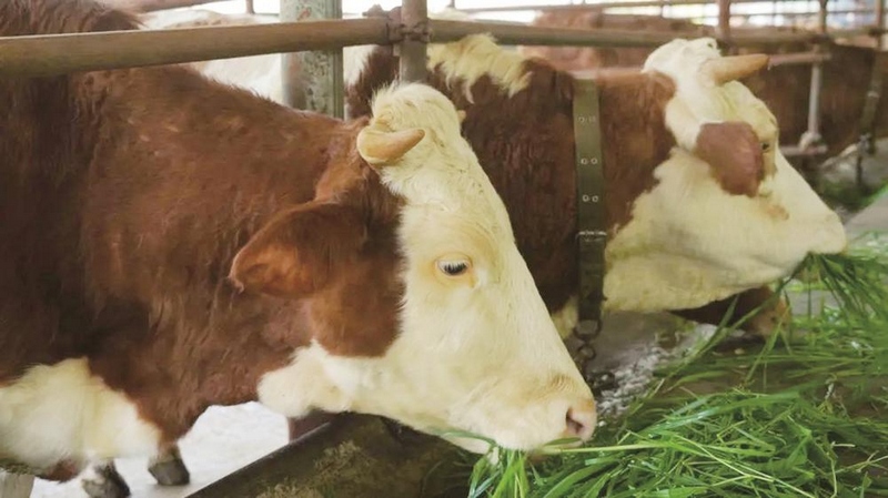 養殖場的牛。