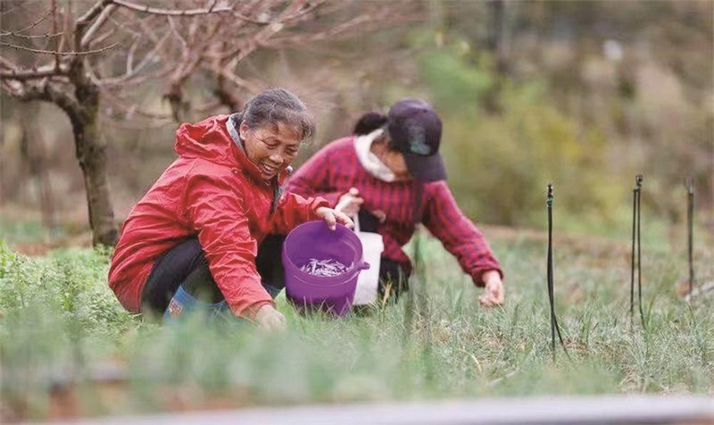 村民在黃桃林下采摘藏紅花。胡攀學攝