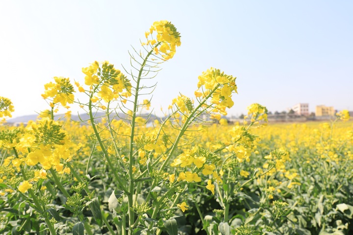 油菜花田。