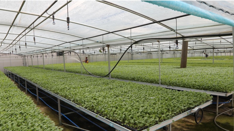 溫室大棚內可移動的育苗床上，甘藍、番茄、辣椒、萵筍、小青瓜等10余種蔬菜苗長勢良好 修文縣融媒體中心姜繼恒 攝.jpg