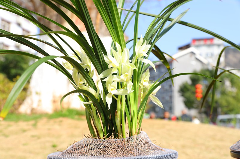 在劍河縣蘭花展上展出的精品蘭花。（楊光褳攝）4