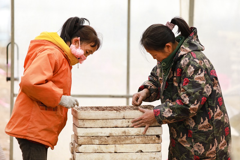 村民正在查看苗盤。