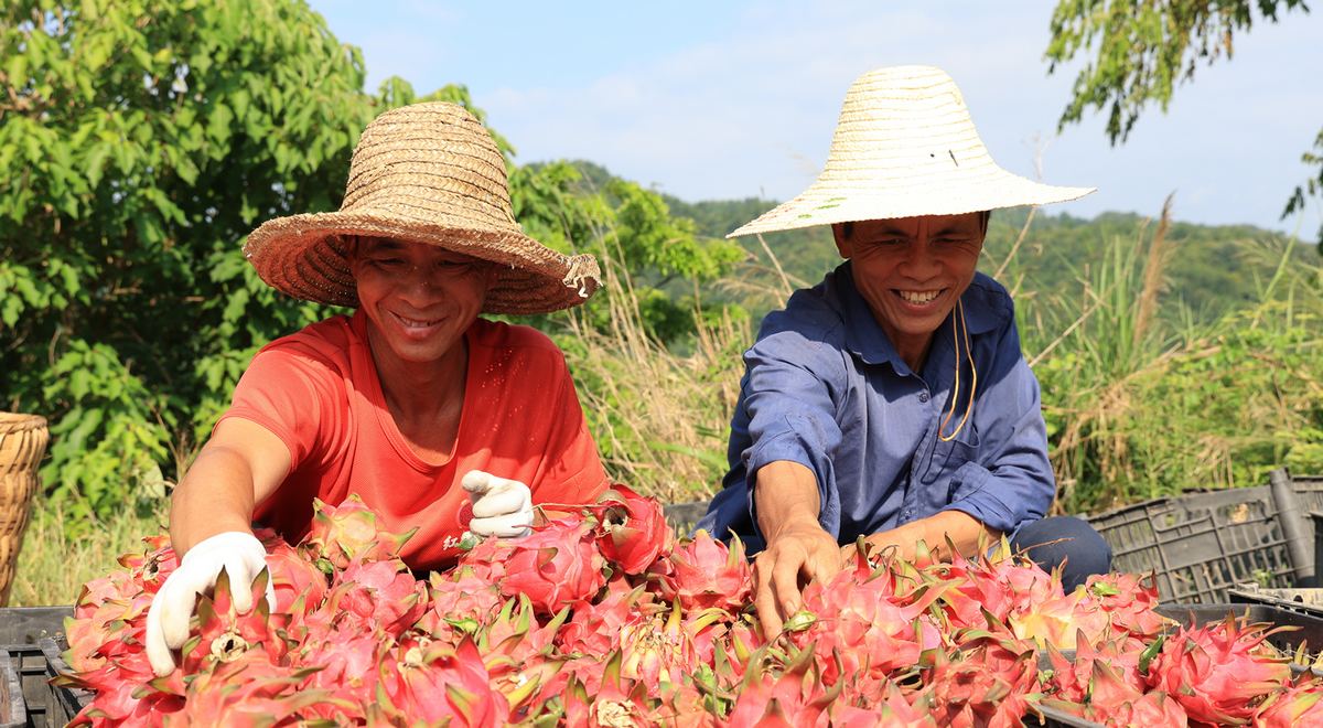 火龍果采收上市。