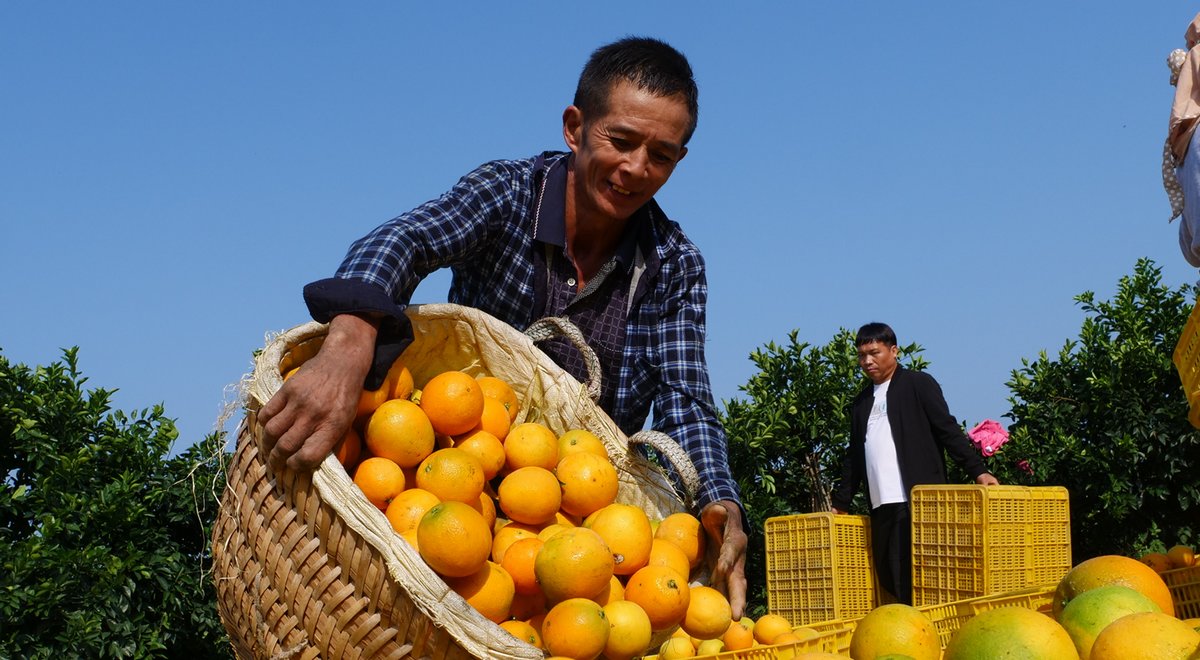 臍橙采收上市。