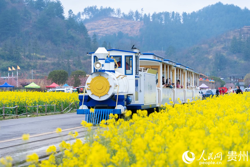觀光車載著游客在油菜花海中穿行。人民網記者涂敏攝