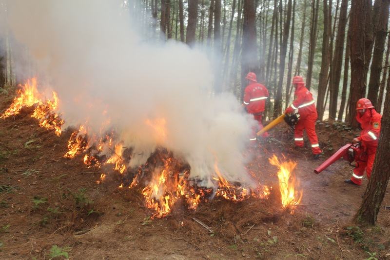 南龍鄉應急救援隊員協同作戰滅火。
