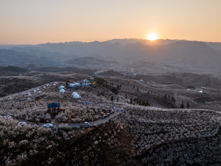 夕陽余暉下，粉白色的櫻花格外美麗。 羅大富攝