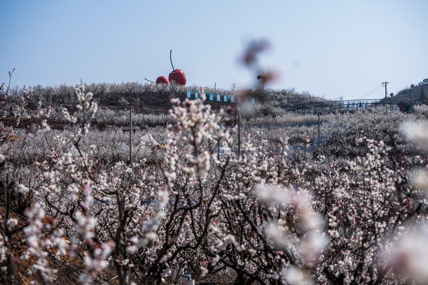 櫻桃花綻放于枝頭。羅大富攝
