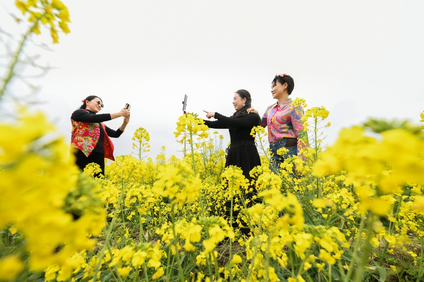 貴州黃平油菜花開引客來。