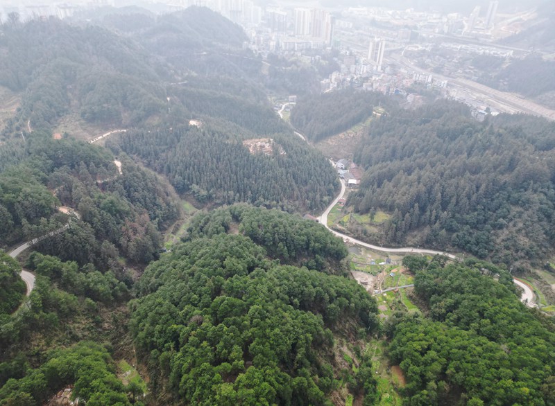 錦屏縣國有林場女子護林隊的工作林區一角。