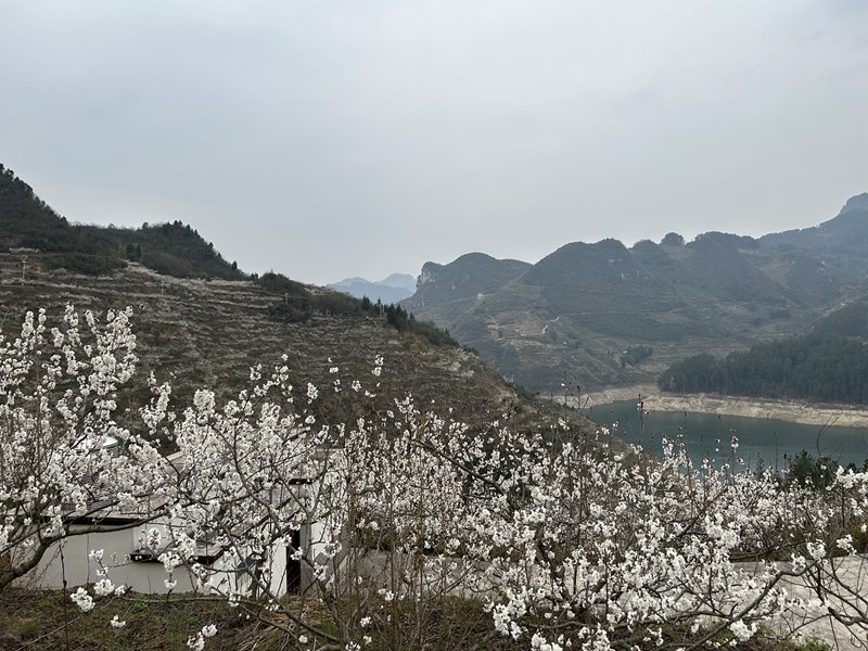 圖為：漫山遍野的櫻花盛開