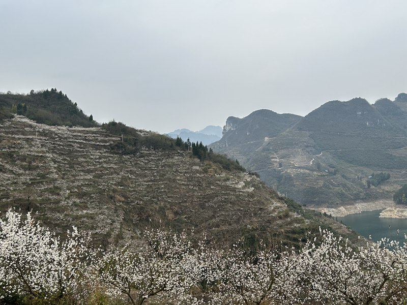 圖為：漫山遍野的櫻花