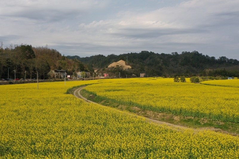 09 老屯鄉榕山大壩油菜花田  邰英 熊慶來攝.jpg