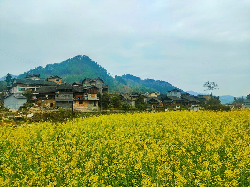 11 老屯鄉長灘村周圍油菜花田  邰英 熊慶來攝.jpg