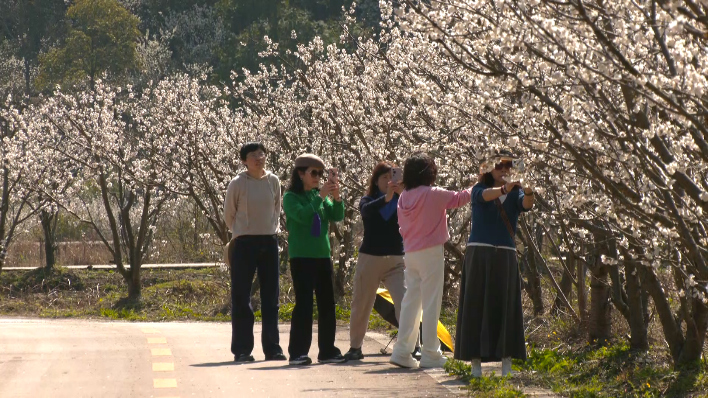 櫻桃花開春意濃。黃曉箐攝