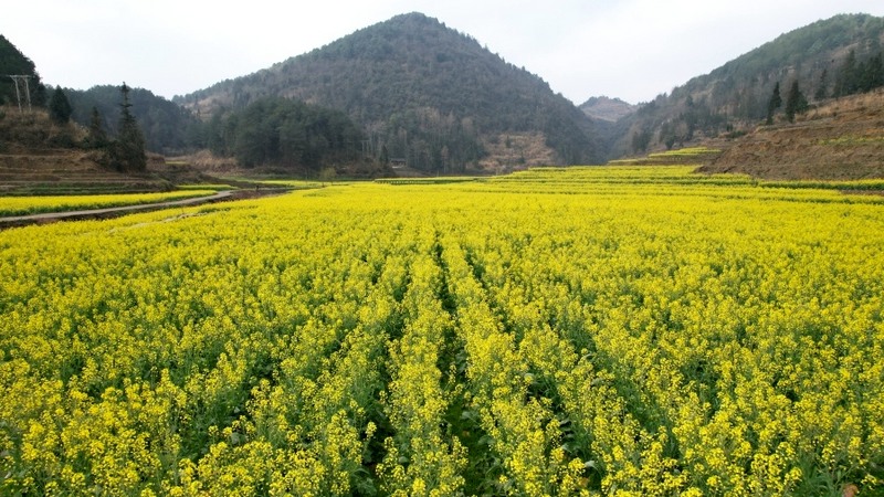 油菜花一行行、一塊塊有序排列。姜繼恒 攝.jpeg