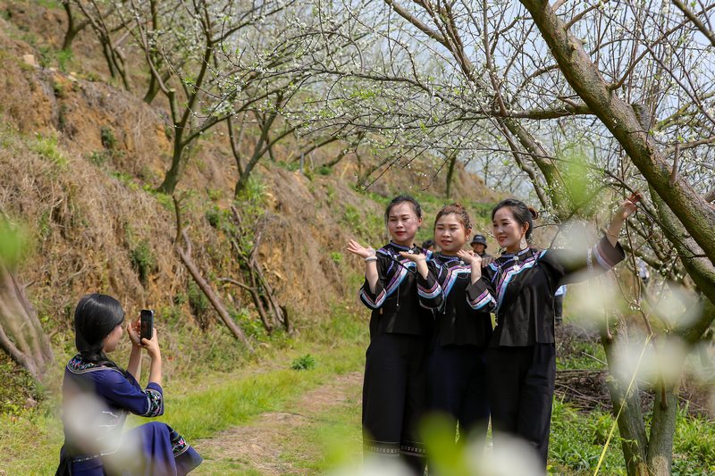 2024年3月12日，游客在貴州省黔南布依族苗族自治州羅甸縣羅悃鎮李子基地賞花、拍照。