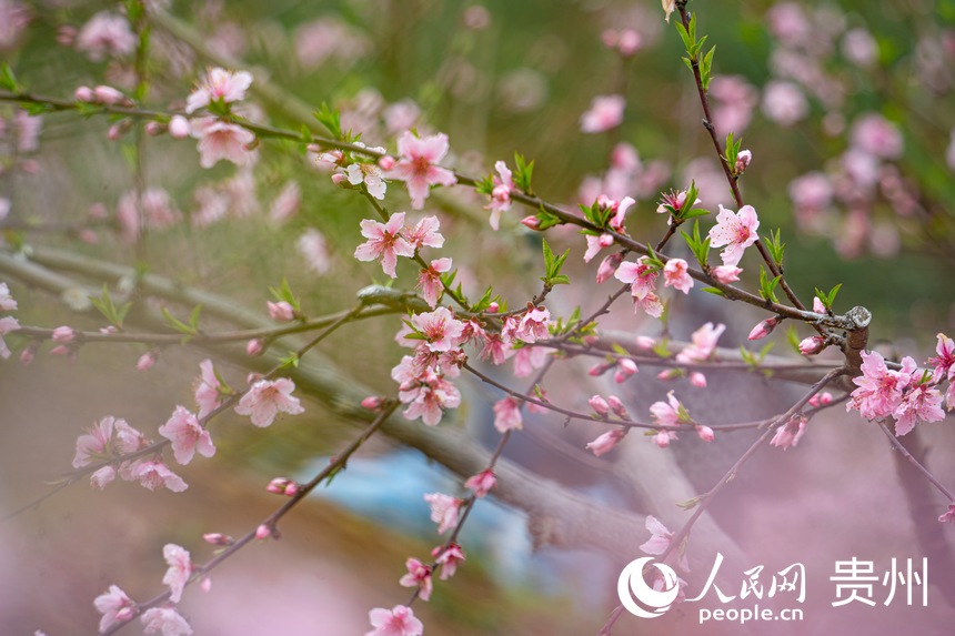 開陽縣米坪鄉的桃花競相開放。人民網 陽茜攝