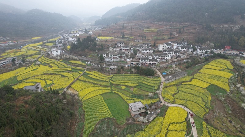 油菜花海航拍 查姜維 攝.jpg