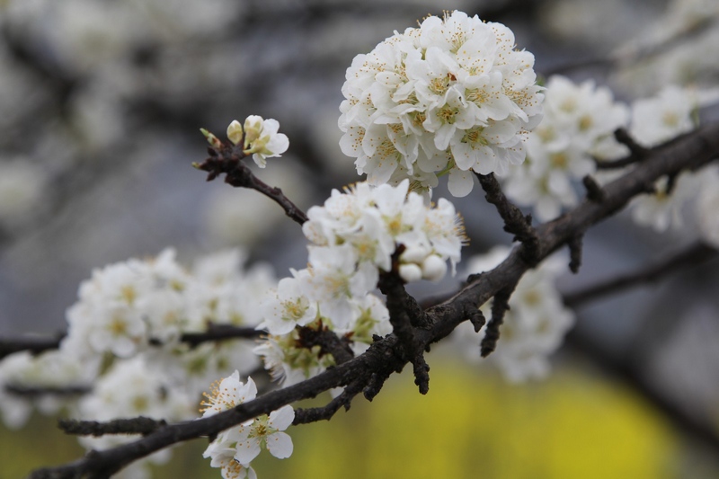 小箐鎮的李花熱情盛開，雪白一片。姜繼恒攝