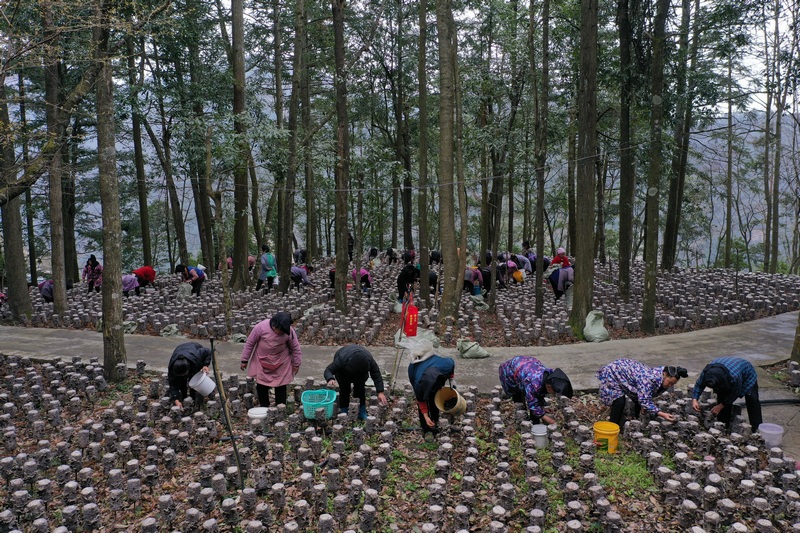 村民正在基地里采摘木耳（航拍圖）。晏學源攝