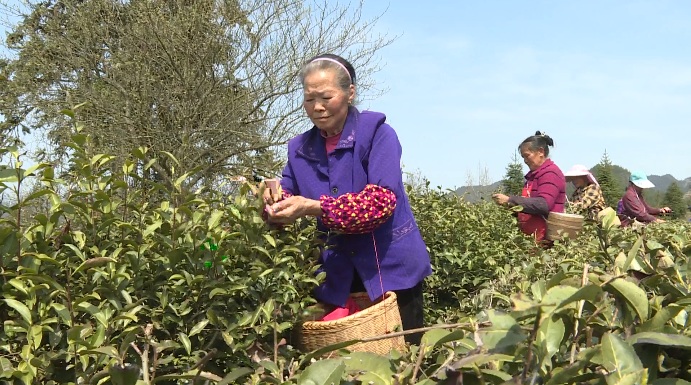 梵凈山翠峰茶采摘現場。