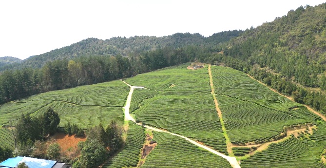 銅仁天然茶園。