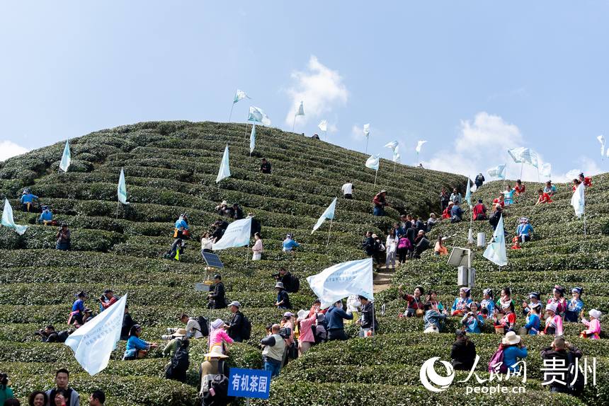 2024年都勻毛尖茶開采節現場。人民網記者 涂敏攝