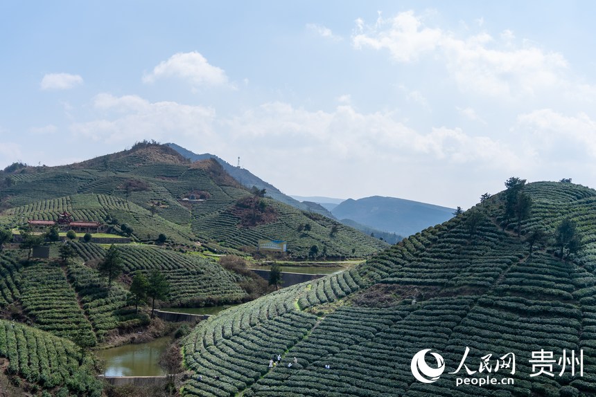 貴州省黔南州都勻市毛尖鎮坪陽村螺絲殼茶山。人民網記者 涂敏攝