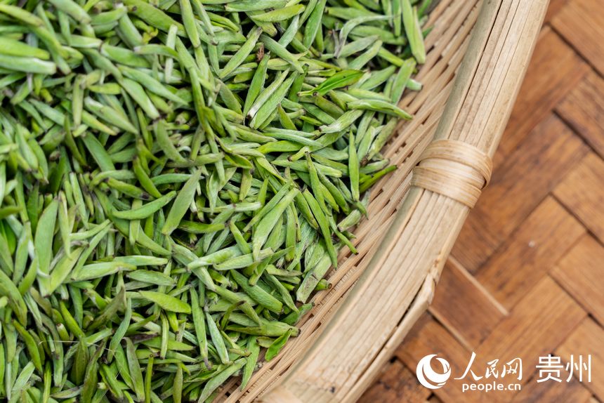 活動現場采摘的茶芽。人民網記者 涂敏攝