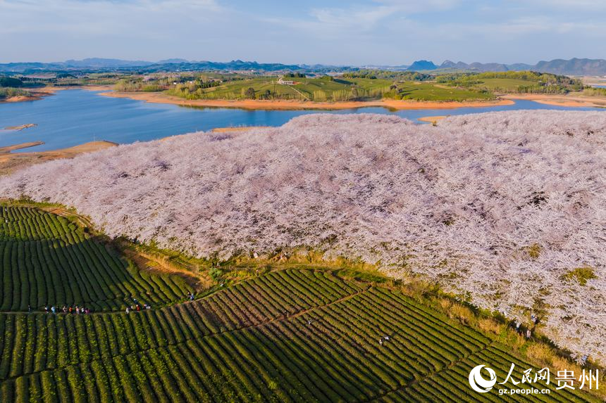 粉色櫻花與茶園遙相輝映。人民網 陽茜攝。