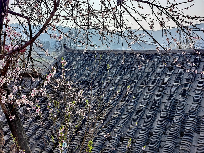 赫章縣平山鎮后山村村居周圍的桃李花開。王永勝攝